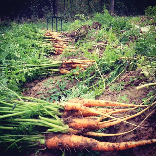 Freshly harvested carrots await collection in the field.